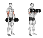 Dumbbell Biceps Curl