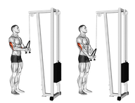 Cable Triceps Pushdown