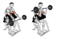 EZ Bar Preacher Curl