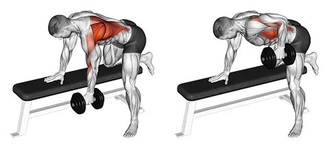 Dumbbell Bent Over Row One Arm