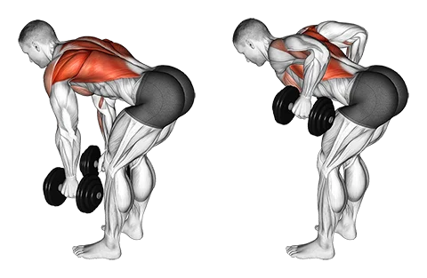 Dumbbell Bent Over Fly