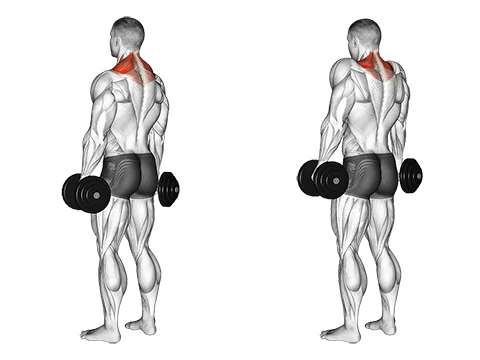 Dumbbell Shrug