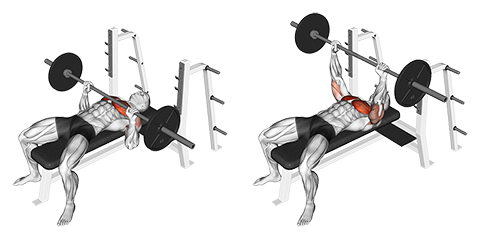 Barbell Bench Press