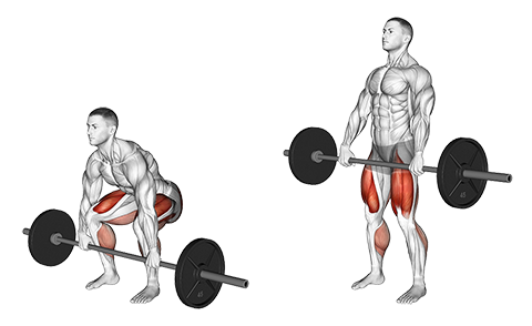 Barbell Deadlift