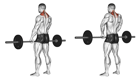 Barbell Shrug