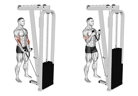 Cable Hammer Curl