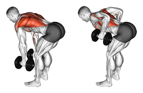 Dumbbell Bent Over Fly