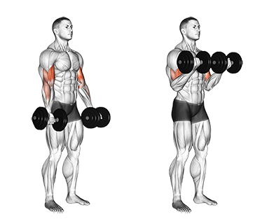 Dumbbell Biceps Curl