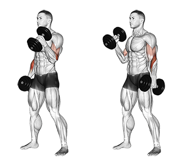 Dumbbell Hammer Curl