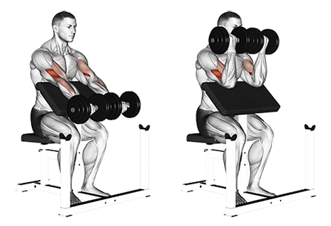 Dumbbell Preacher Curl