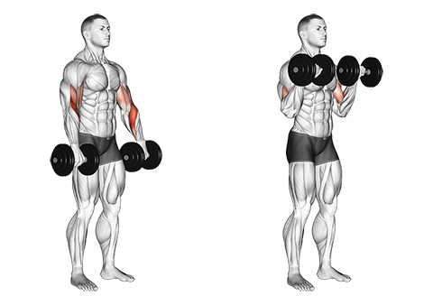 Dumbbell Biceps Curl Reverse Grip