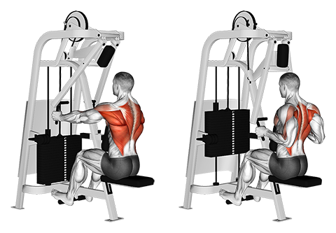 Seated Machine Row