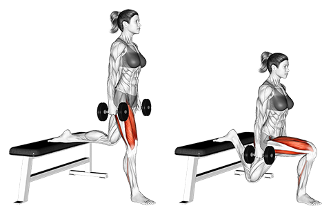 Dumbbell Bulgarian Split Squat