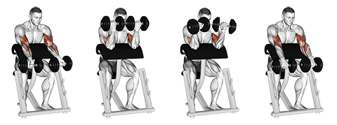 Seated Dumbbell Zottman Curl