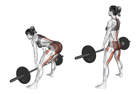 Barbell Sumo Squat