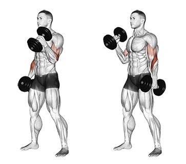 Dumbbell Hammer Curl Fix Your Form Build Strength Avoid Mistakes Dumbbell Hammer Curl Fix Your Form Build Strength Avoid Mistakes