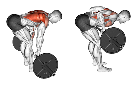 Barbell Bent Over Row