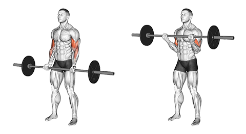 Barbell Biceps Curl