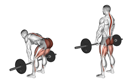 Barbell Romanian Deadlift