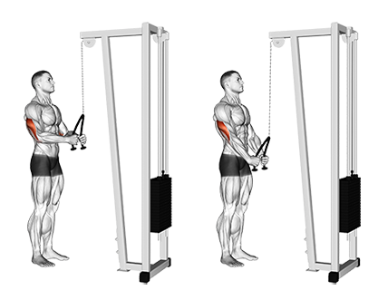 Cable Triceps Pushdown