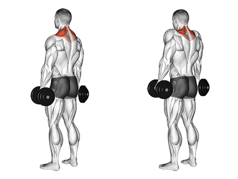 Dumbbell Shrug