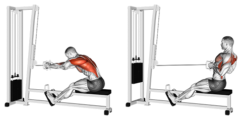 Seated Cable Rows