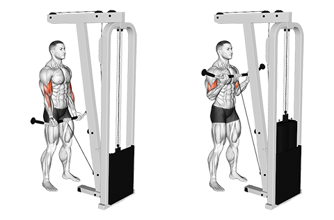 Cable Biceps Curl