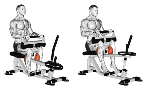 Seated Machine Calf Raise