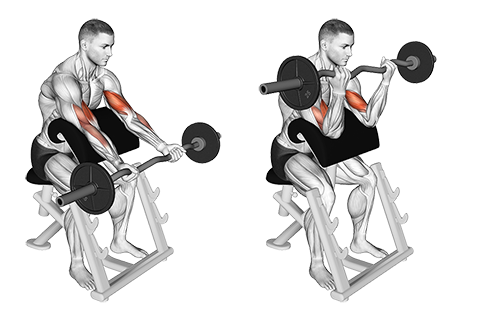 EZ Bar Preacher Curl